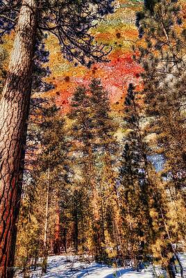 Colorful Forest Canopy View Wall Art