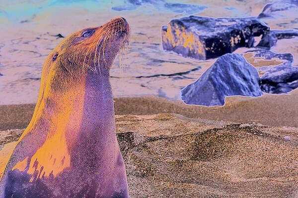 Colorful Seal on Vibrant Beach Wall Art