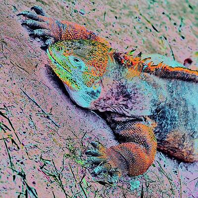 Colorful Iguana on a Rock Wall Art