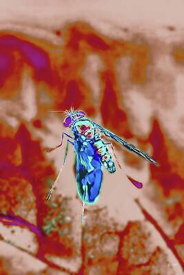 Colorful Insect on a Branch Wall Art