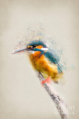 Colorful Kingfisher Perched on Branch Wall Art