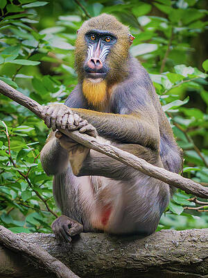 Nature Wall Art featuring the photograph Colorful Mandrill by Dave King