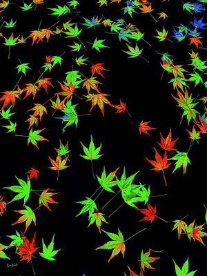Colorful Maple Leaves on Black Wall Art