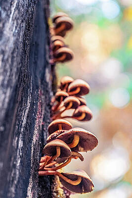 Macro Wall Art featuring the photograph Colorful Mushrooms On A Tree In The Hoh Rain Forest, Olympic National Park, Washington by Shannon Williams
