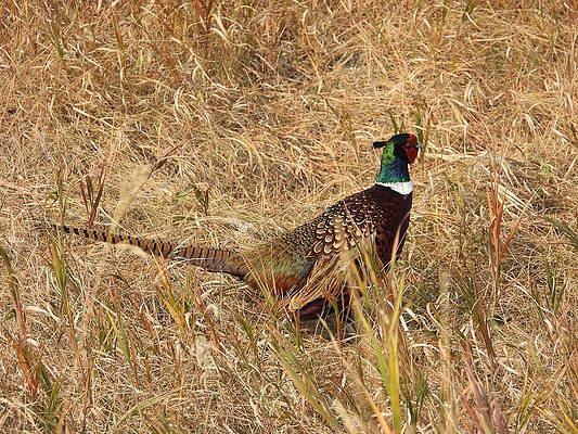 Wildlife Wall Art featuring the photograph Colorful Pheasant by Amanda R Wright