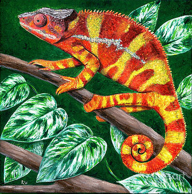 Colorful Sambava Panther Chameleon by Rebecca Wang