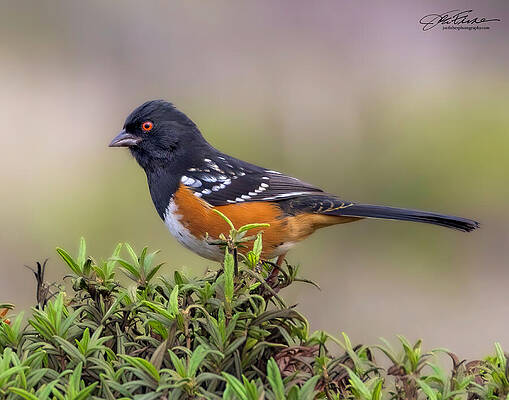 Colorful Bird Perched on Bush Wall Art