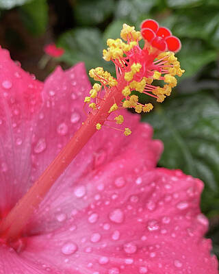 Photograph - Colorful Stamen by Robert Allen Hill