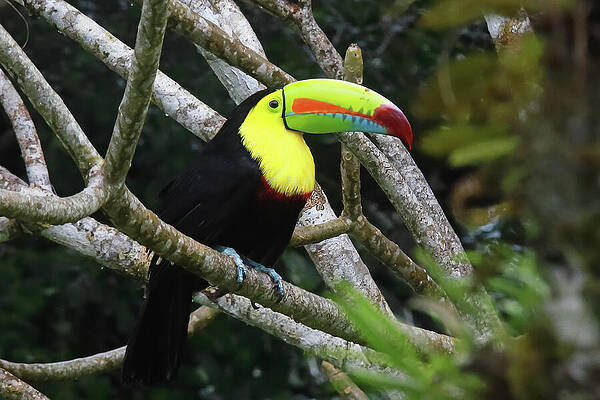 Colorful Toucan Perched on Branch by Rick Perkins