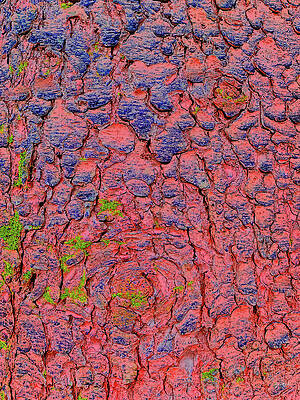 Colorful Tree Bark Texture Photograph