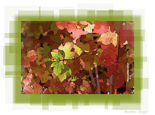 Abstract Photograph - Colors by Barbara Siegel