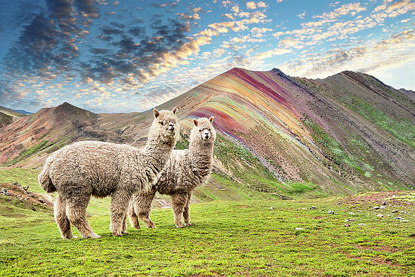 Alpacas at Rainbow Mountain Wall Art