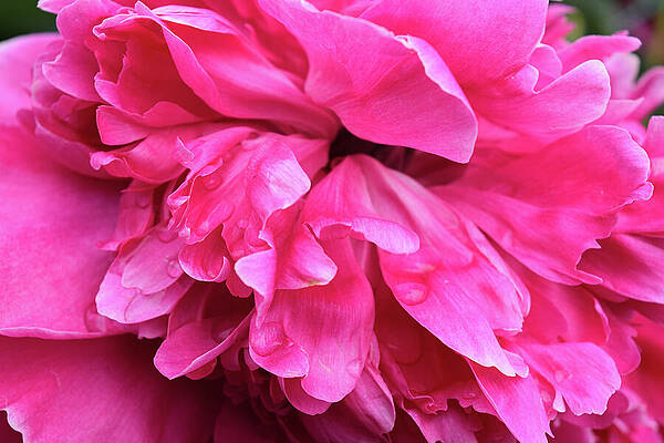 Petal Wall Art featuring the photograph Colour Me Pink by Anorel