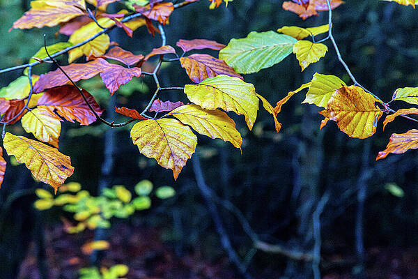 Vibrant Photograph - Colourful Autumn Leaves by Francisco Ruiz Navas