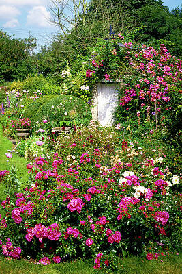 Vibrant Cottage Garden Photograph