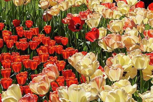 Spring Wall Art featuring the photograph Colours Of Spring by Shirley Mitchell