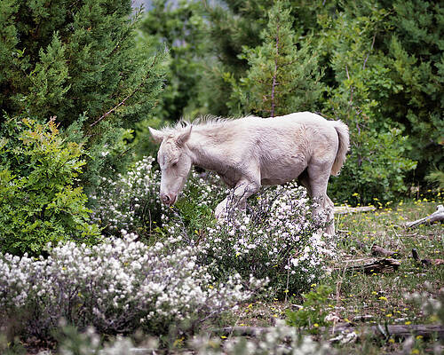 Nature Photograph - Colt's Stroll by American Landscapes