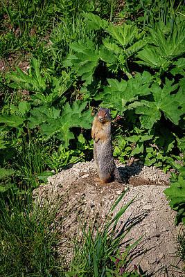 Alert Ground Squirrel in Lush Greenery Wall Art