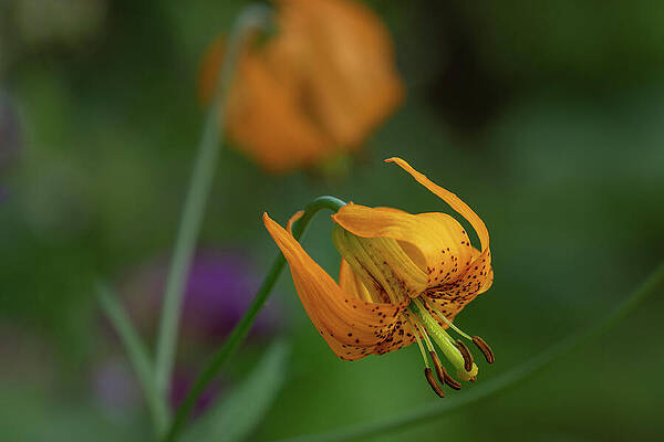 Wall Art featuring the photograph Columbia Lily Wildflower by Nancy Gleason