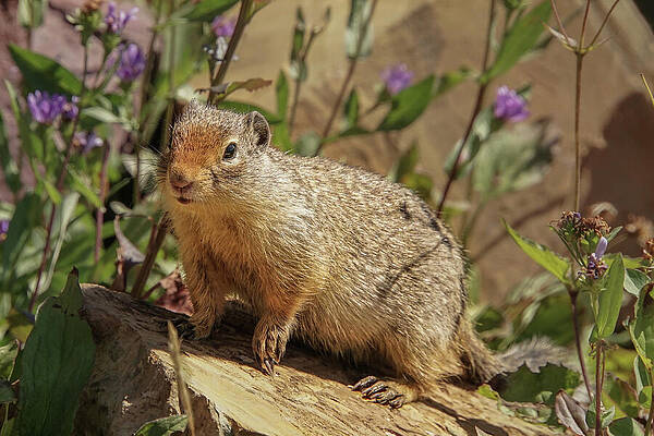 Wilderness Wall Art featuring the photograph Columbian Ground Squirrel And Purple Flowers by Nancy Gleason