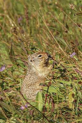 Wilderness Wall Art featuring the photograph Columbian Ground Squirrel Eating Flowers by Nancy Gleason