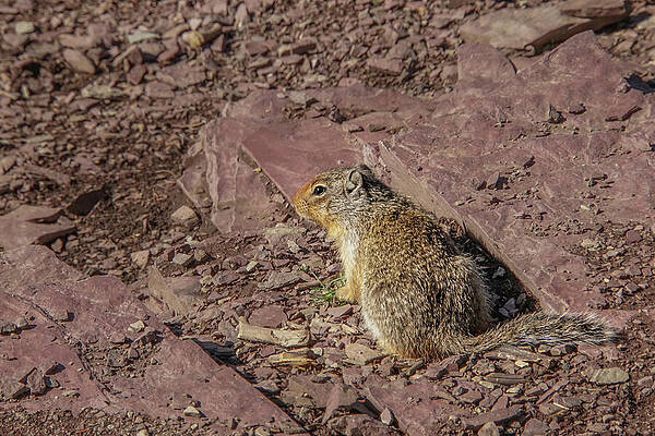 Wilderness Wall Art featuring the photograph Columbian Ground Squirrel On Argilite Rocks by Nancy Gleason