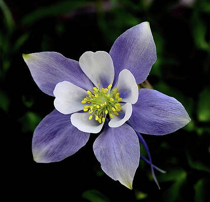Wildflower Photograph - Columbine by Bob Falcone