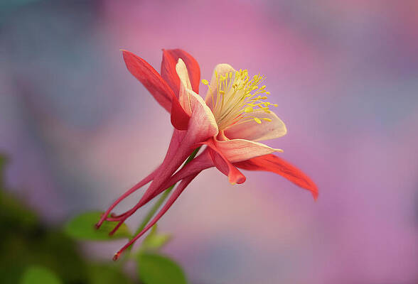 Wall Art featuring the photograph Columbine Looking Up by Mary Jo Allen