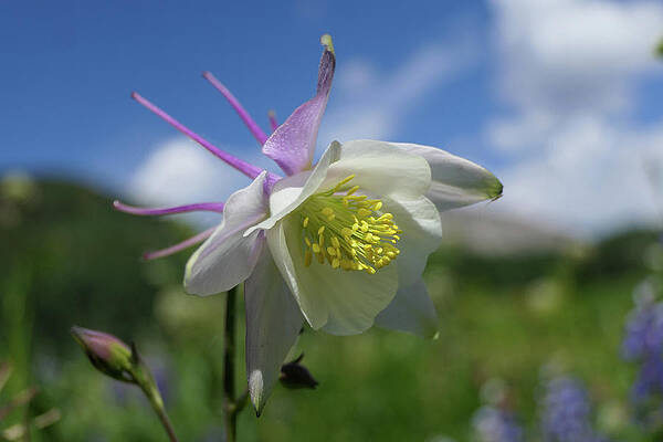Wall Art featuring the photograph Columbine Sillouette by Sunniye Buesing