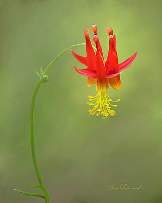 Photograph - Columbine by Sue Leonard