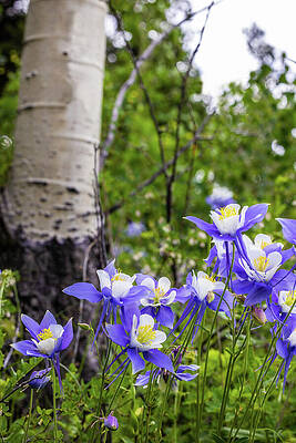 Yellow Wall Art featuring the photograph Columbines In Colorado by Kevin Schwalbe