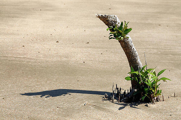 Wall Art featuring the photograph Comeback by Nicholas Blackwell