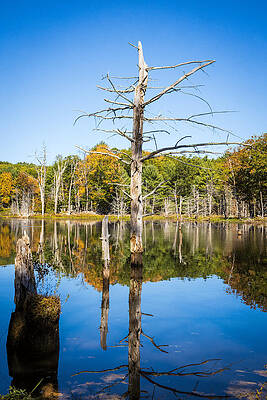 Reflection Photograph - Comet Creek Beaver Pond by Jonathan Babon