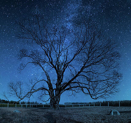 Majestic Photograph - Comfort Maple In The Stars, Ontario by John Twynam