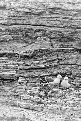Black And White Photograph - Comfort On The Cliff by Gina Cinardo