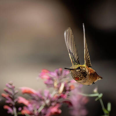 Flower Photograph - Coming At You by Tim Lyden