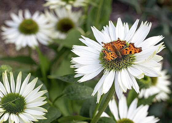 Delicate Wall Art featuring the photograph Comma Butterfly On White Daisy by Shirley Mitchell