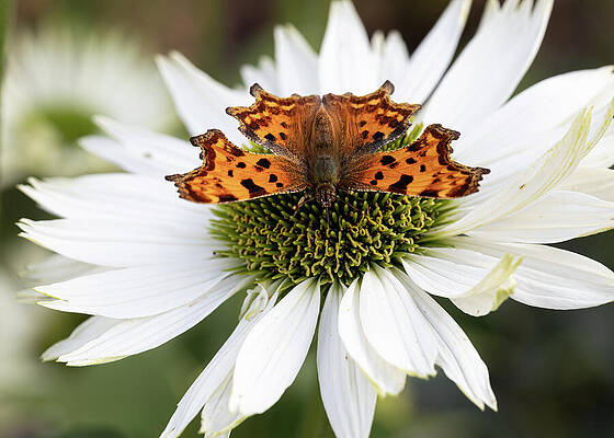 Delicate Wall Art featuring the photograph Comma Butterfly On White Flower by Shirley Mitchell