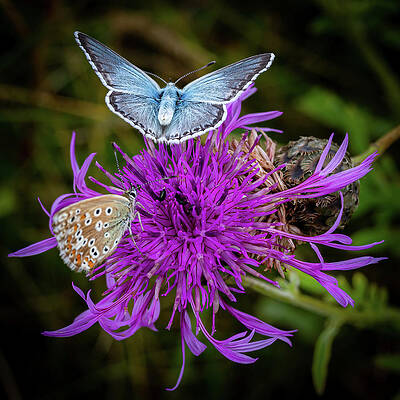 Delicate Wall Art featuring the photograph Common Blue Butterflies by Shirley Mitchell