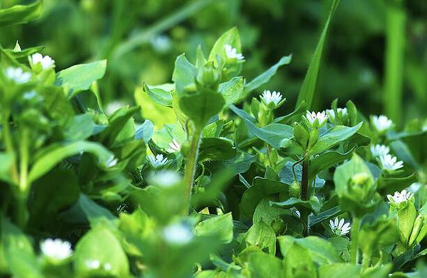 Photograph - Common Chickweed, Stellaria Media - Close Up Photo by Nicko Prints