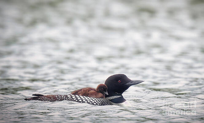 Loon with Chick on Lake Photograph