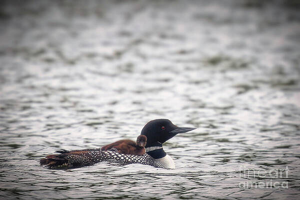 Common Loon with Chick Photograph