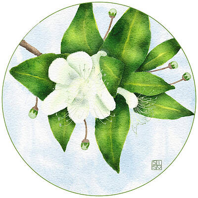 Flower Wall Art featuring the digital art Common Myrtle In Bloom by Snow Iris Studio