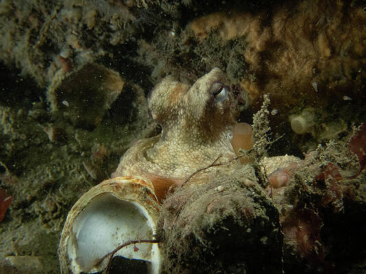Underwater Wall Art featuring the photograph Common Octopus by Brian Weber
