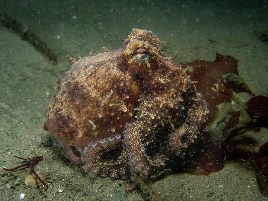 Underwater Wall Art featuring the photograph Common Octopus On The Move by Brian Weber