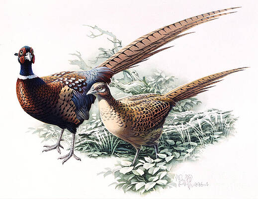 Common Pheasant Print
