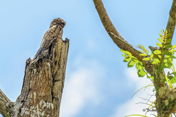 Sky Photograph - Common Potoo by Steven Dos Remedios