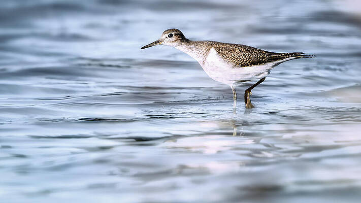 Close Up Wall Art featuring the photograph Common Sandpiper In Shallow Water by Jaroslav Buna