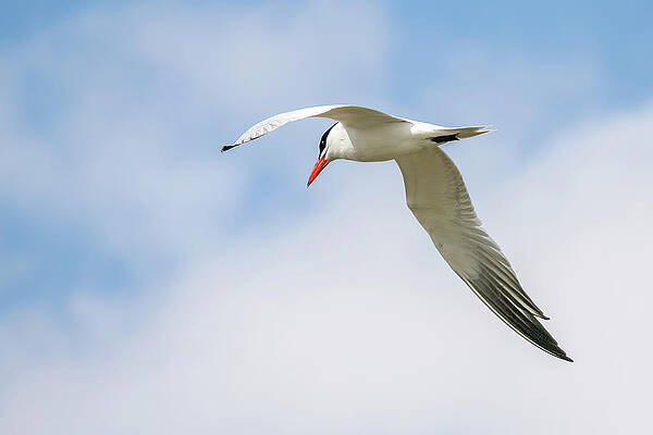 California Wall Art featuring the photograph Common Tern by Diane Moller
