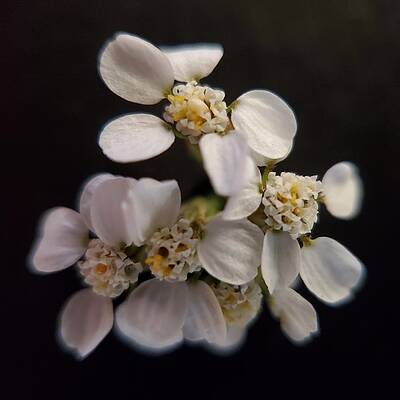 Wildflower Photograph - Common Yarrow by Joy Garso
